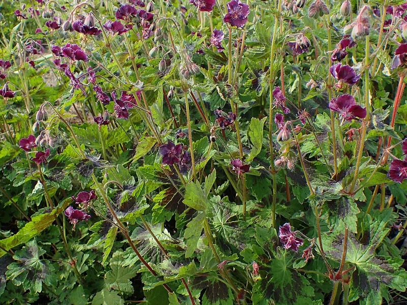 Mourning widow 'Samobor' (Geranium phaeum 'Samobor') in flower