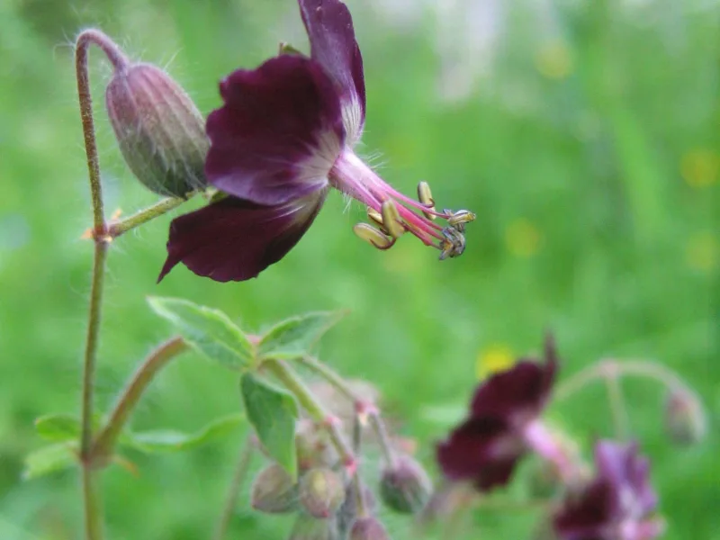 Mourning widow (Geranium phaeum) in flower