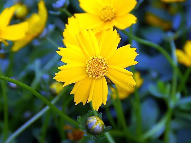 Mouse-ear coreopsis 'Nana' (Coreopsis auriculata 'Nana') in flower