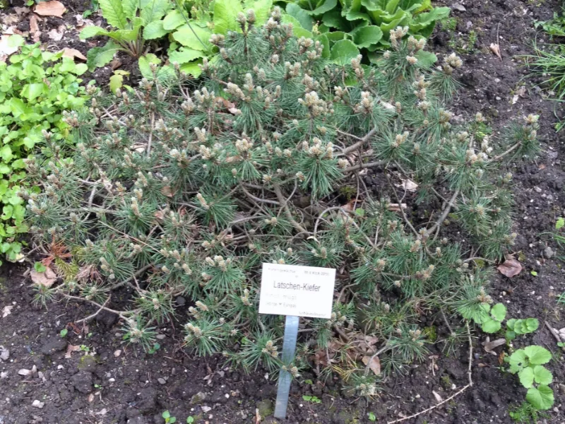 Mugo pine (Pinus mugo var. pumilio)