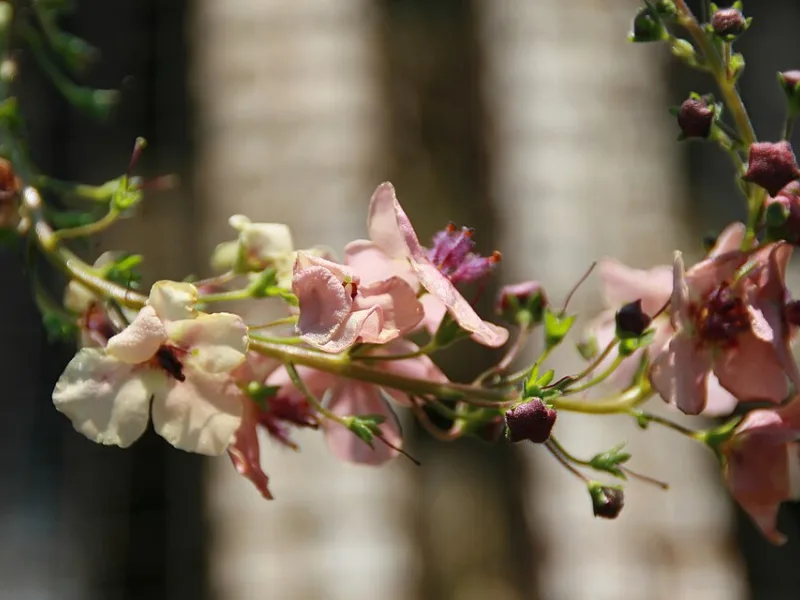 Mullein 'Southern Charm' (Verbascum 'Southern Charm') in flower