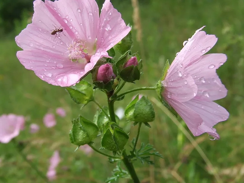 Musk mallow (Malva moschata) in flower