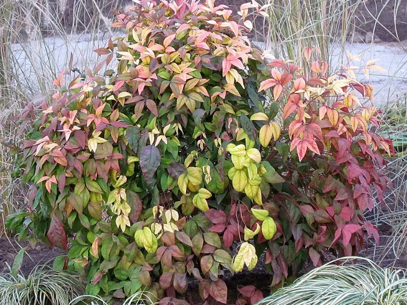 Nandina 'Firepower' (Nandina domestica 'Firepower')