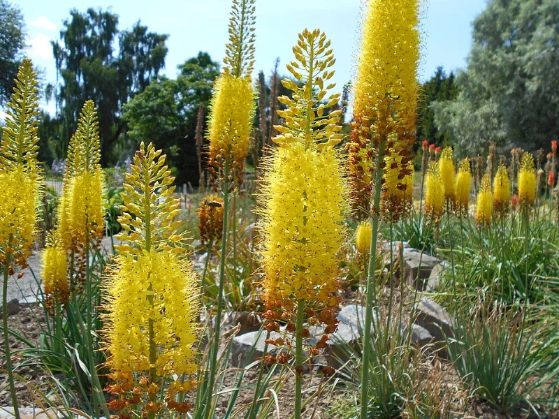 Narrow-leaved foxtail lily (Eremurus stenophyllus) in flower