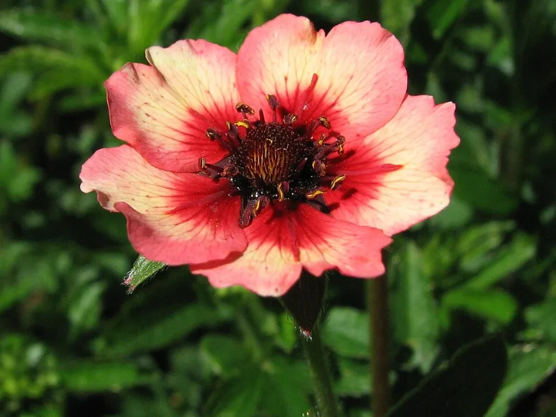 Nepal cinquefoil 'Miss Willmott' (Potentilla nepalensis 'Miss Willmott') in flower