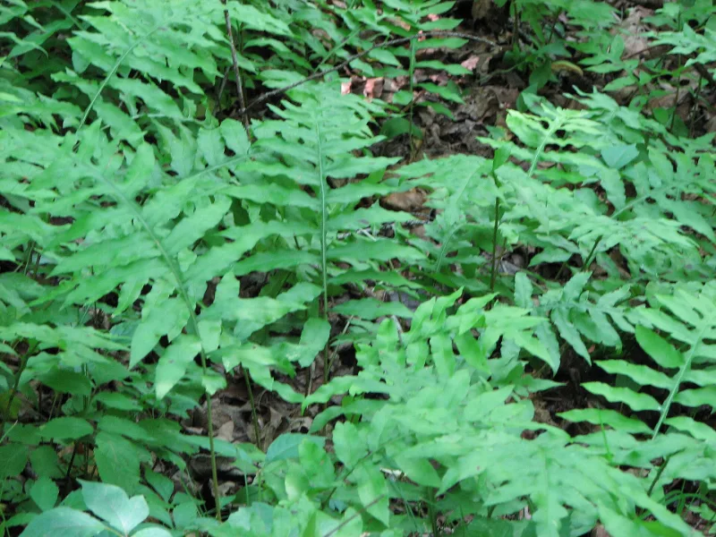 Netted chain fern (Woodwardia areolata)