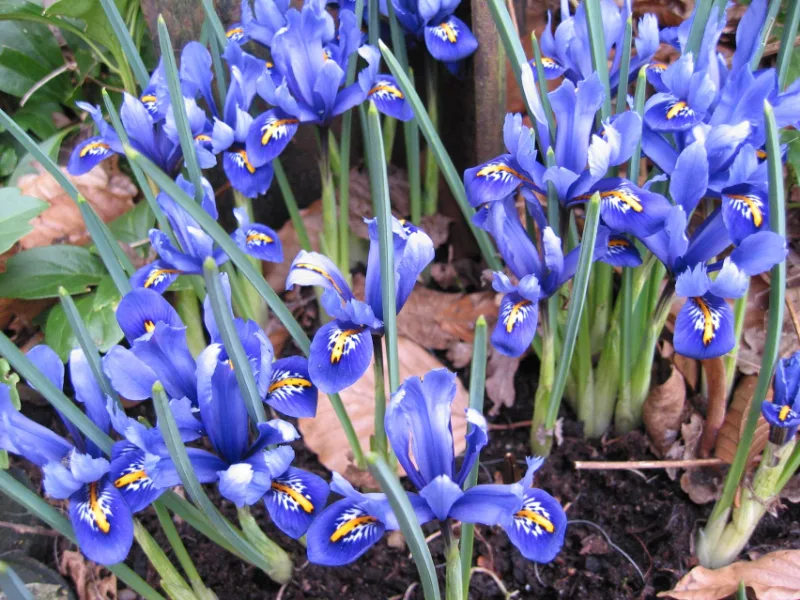Netted iris (Iris reticulata) in flower