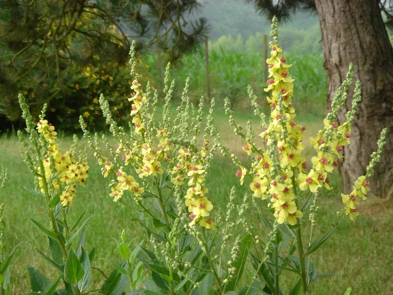 Nettle-leaved mullein (Verbascum chaixii) in flower