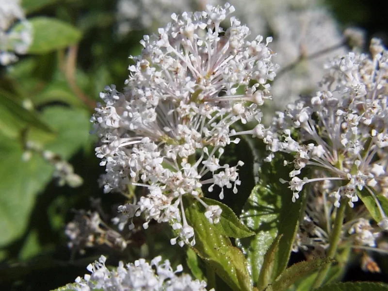 New Jersey tea (Ceanothus americanus) in flower