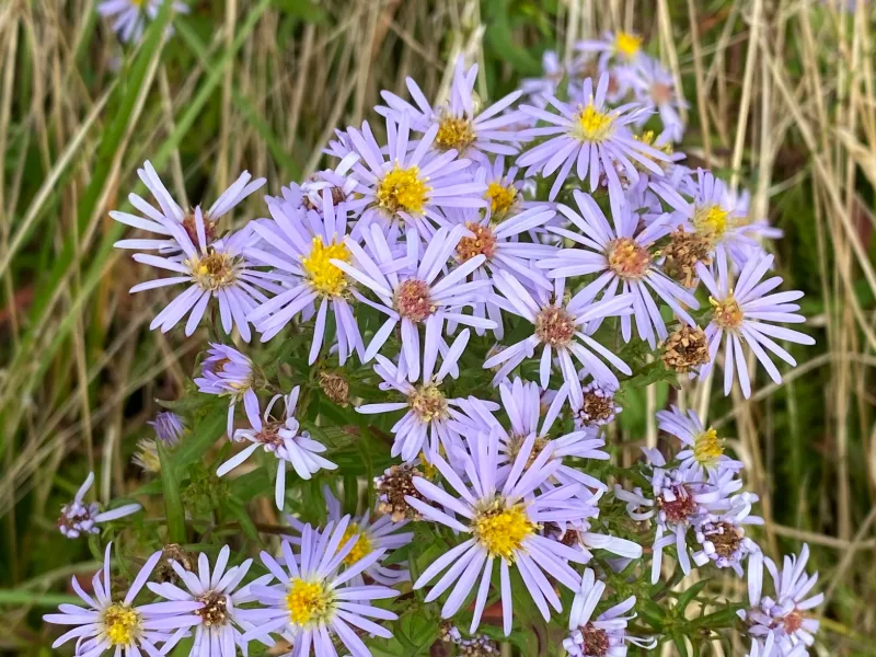New York aster (Symphyotrichum novi-belgii) in flower