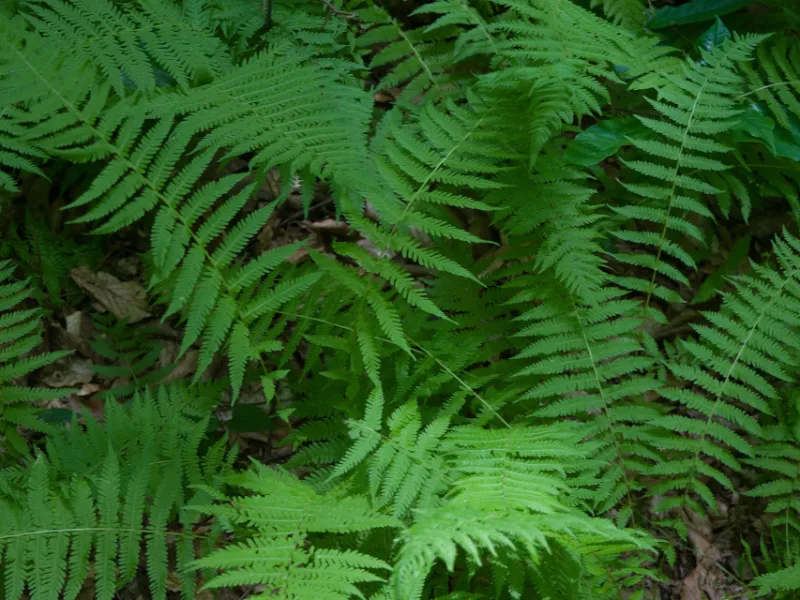 New York fern (Thelypteris noveboracensis)