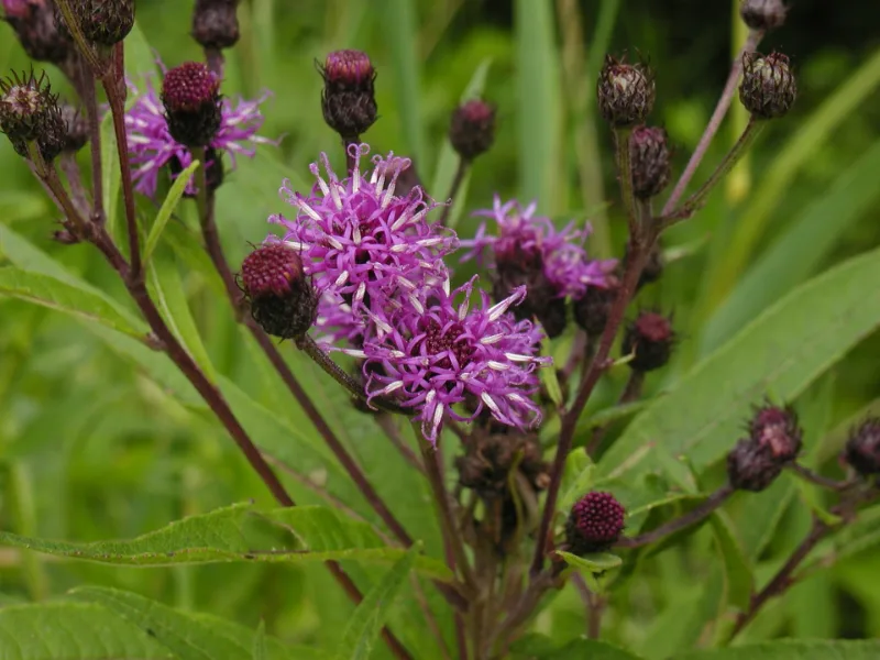 New York ironweed (Vernonia noveboracensis) in flower