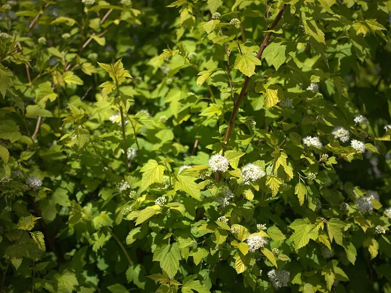 Ninebark 'Dart's Gold' (Physocarpus opulifolius 'Dart's Gold') in flower
