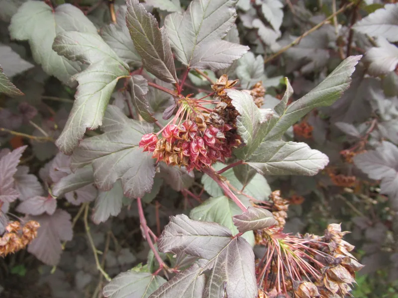 Ninebark 'Diabolo' (Physocarpus opulifolius 'Diabolo') in flower