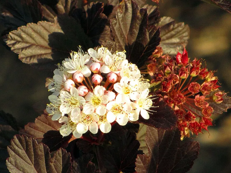 Ninebark 'Summer Wine' (Physocarpus opulifolius 'Seward' (Summer Wine)) in flower