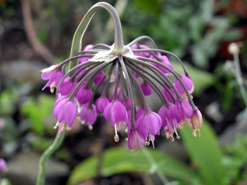 Nodding onion (Allium cernuum) in flower