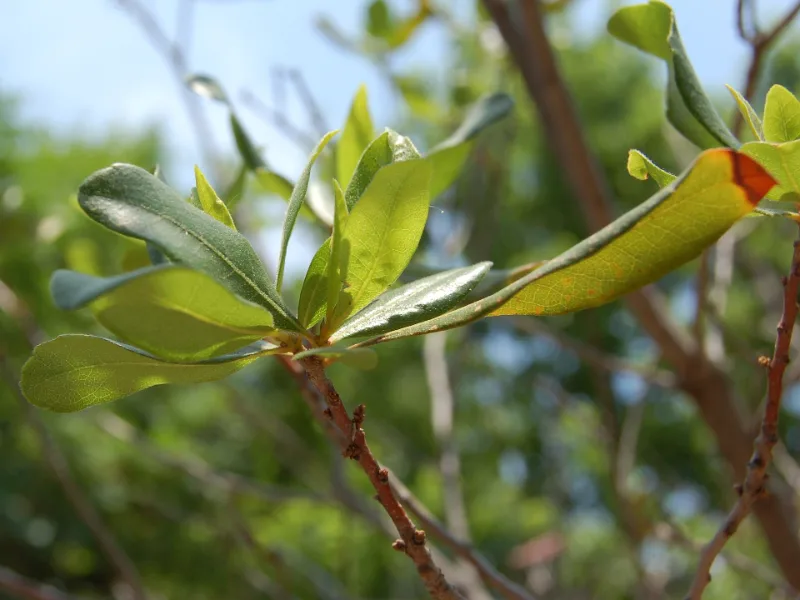 Northern bayberry (Morella pensylvanica)