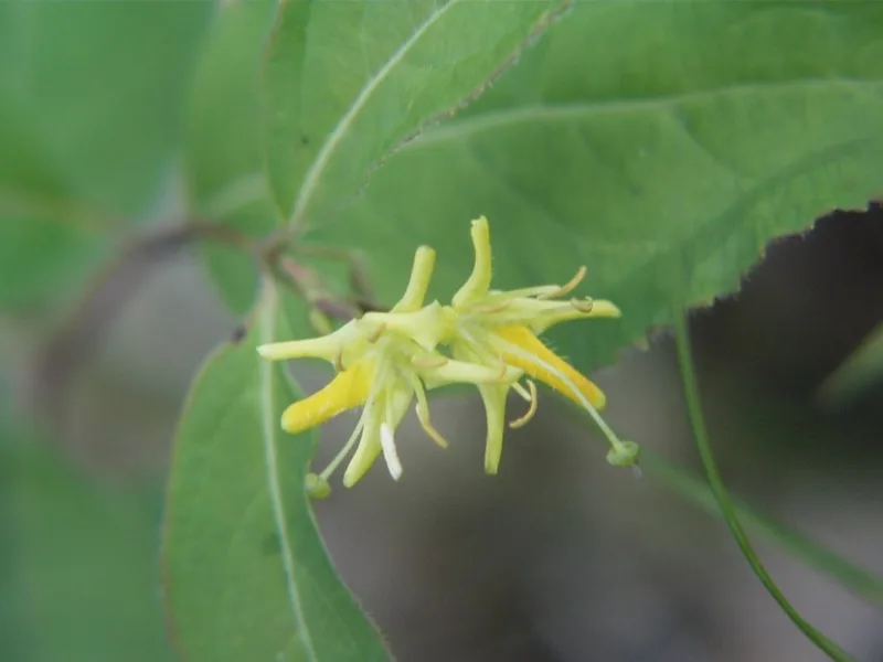 Northern bush honeysuckle (Diervilla lonicera) in flower