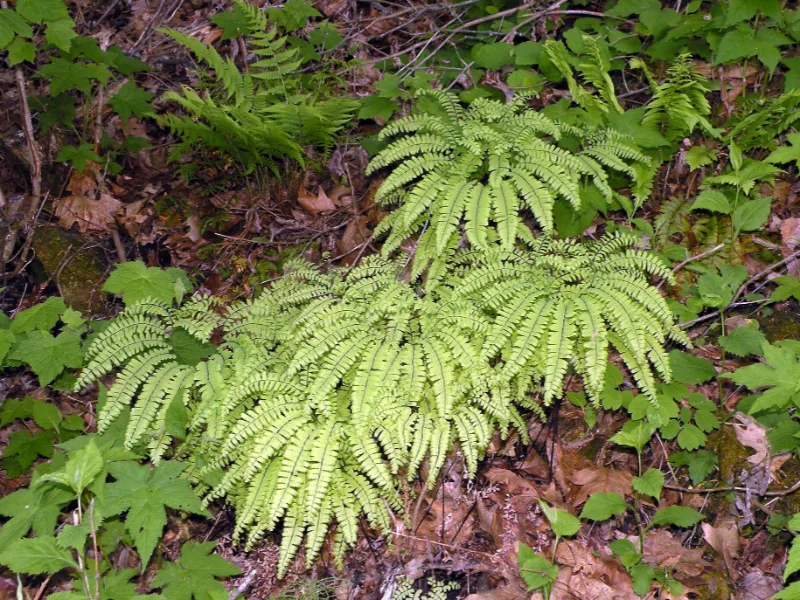 Northern maidenhair fern (Adiantum pedatum)