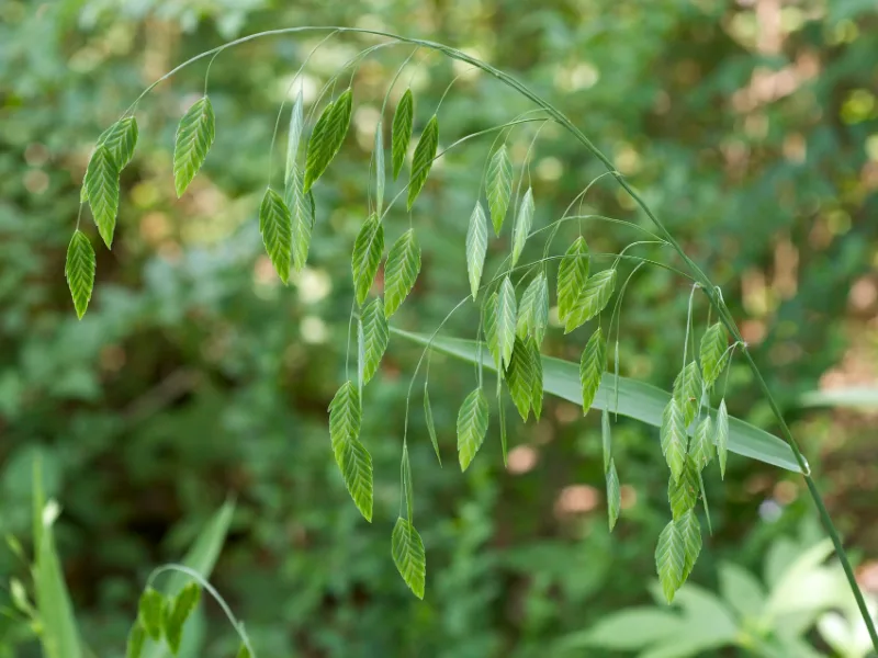 Northern sea oats (Chasmanthium latifolium) in flower