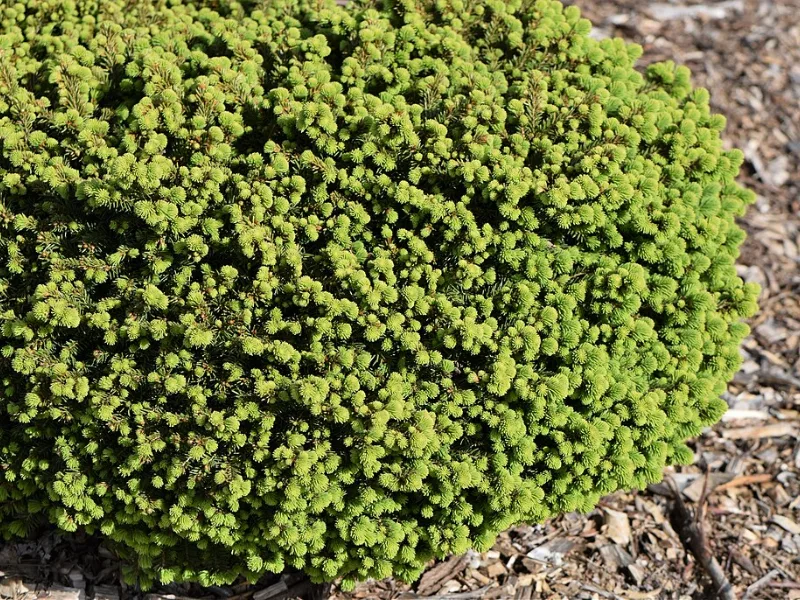 Norway spruce 'Little Gem' (Picea abies 'Little Gem')