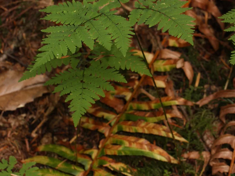 Oak fern (Gymnocarpium dryopteris)