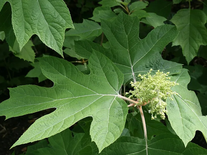Oakleaf hydrangea 'Alice' (Hydrangea quercifolia 'Alice') in flower