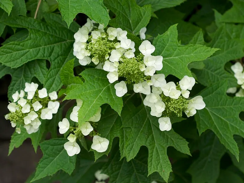Oakleaf hydrangea 'Munchkin' (Hydrangea quercifolia 'Munchkin') in flower