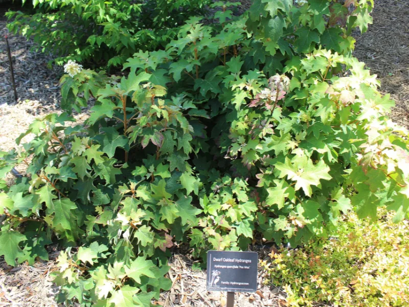 Oakleaf hydrangea 'Pee Wee' (Hydrangea quercifolia 'Pee Wee') in flower