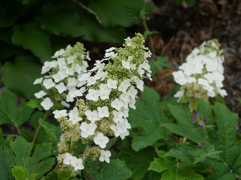Oakleaf hydrangea 'Ruby Slippers' (Hydrangea quercifolia 'Ruby Slippers') in flower