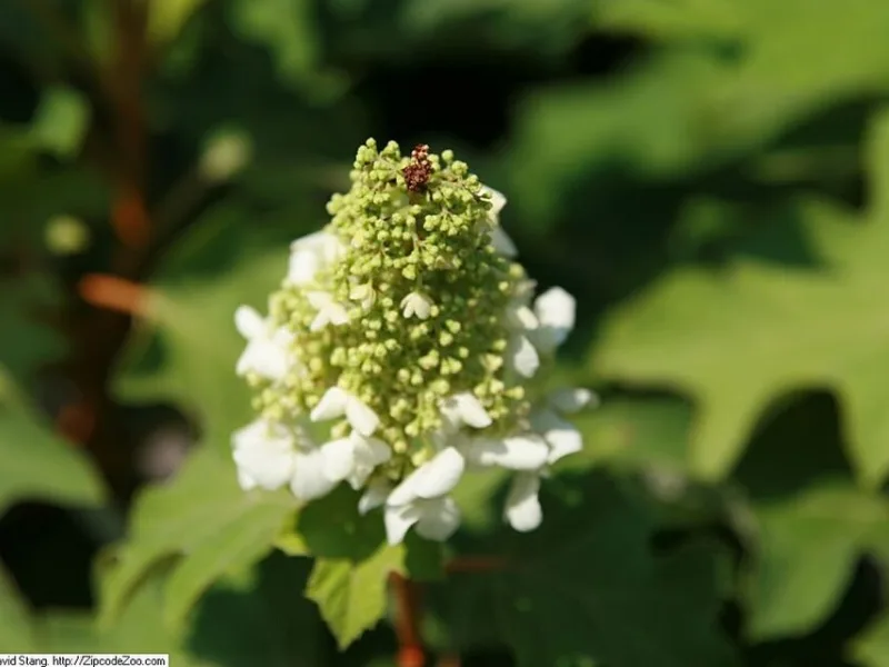 Oakleaf hydrangea 'Snow Queen' (Hydrangea quercifolia 'Snow Queen') in flower