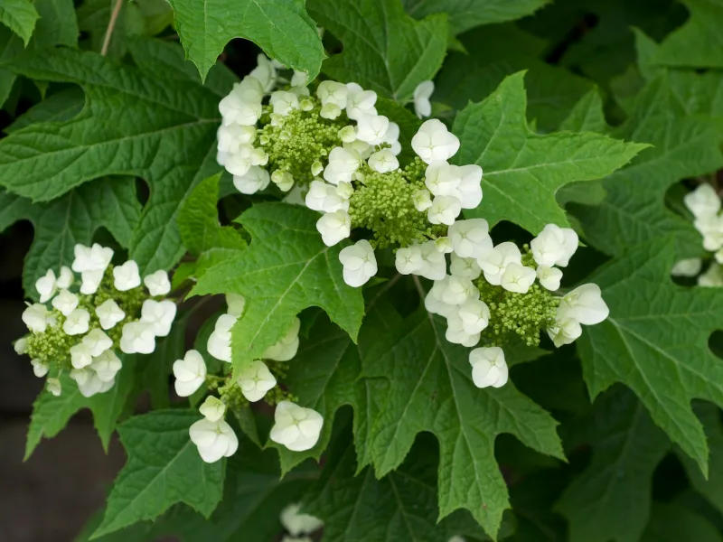 Oakleaf hydrangea (Hydrangea quercifolia) in flower
