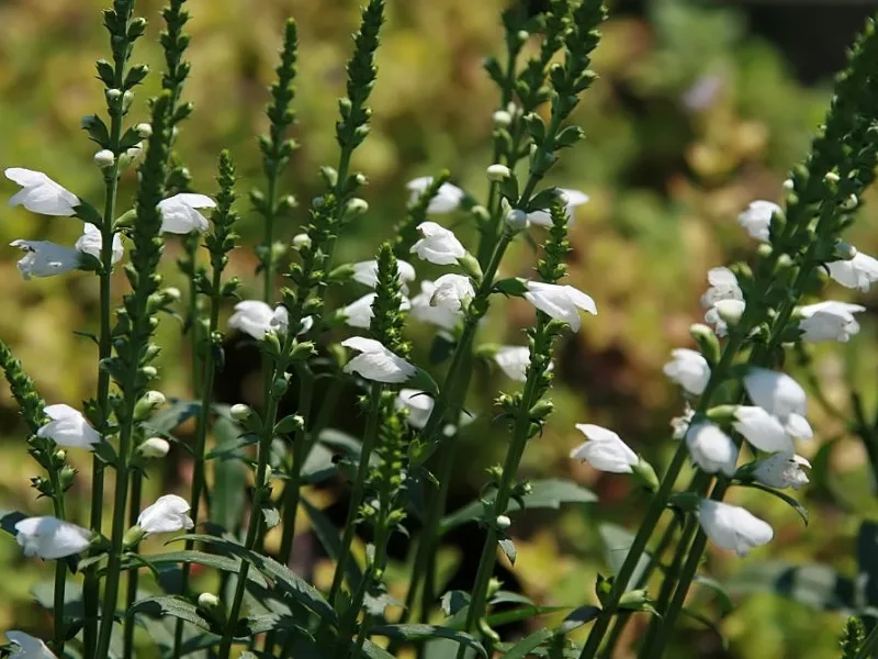 Obedient plant 'Miss Manners' (Physostegia virginiana 'Miss Manners') in flower