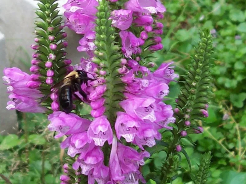 Obedient plant (Physostegia virginiana) in flower
