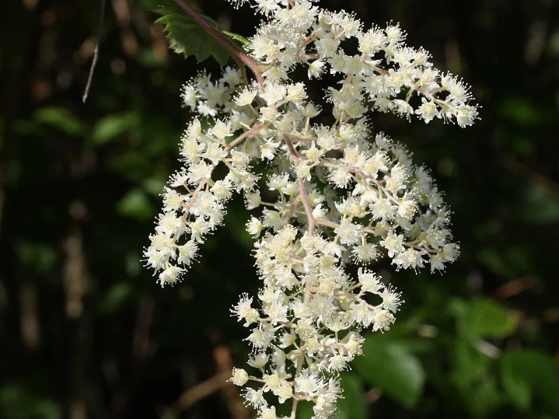 Oceanspray (Holodiscus discolor) in flower
