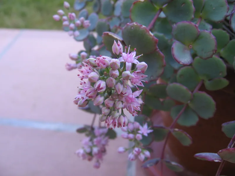 October daphne (Hylotelephium sieboldii) in flower