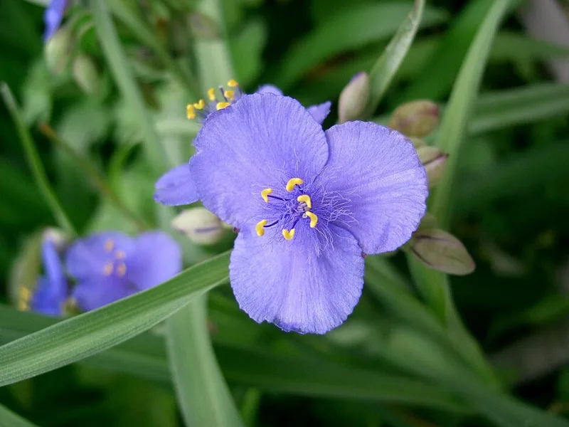 Ohio spiderwort (Tradescantia ohiensis) in flower