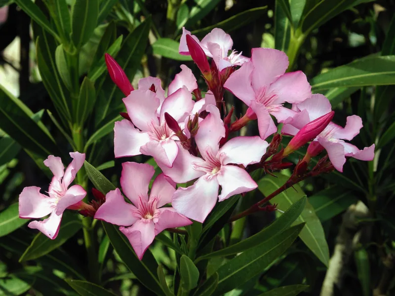 Oleander (Nerium oleander) in flower