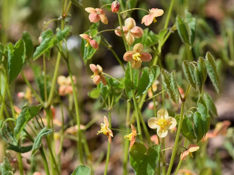 Orange barrenwort (Epimedium x warleyense) in flower