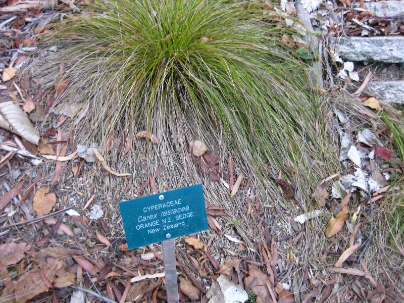 Orange New Zealand sedge (Carex testacea)