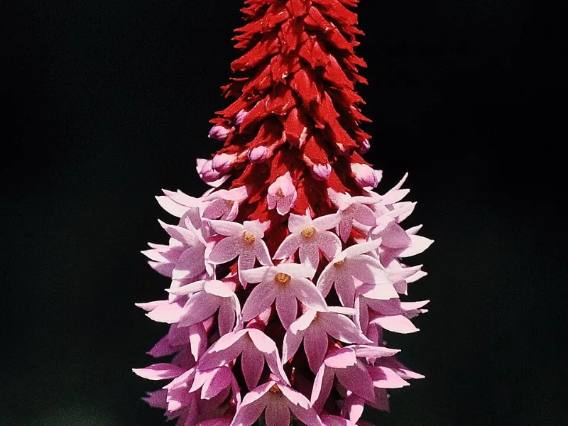 Orchid primrose (Primula vialii) in flower