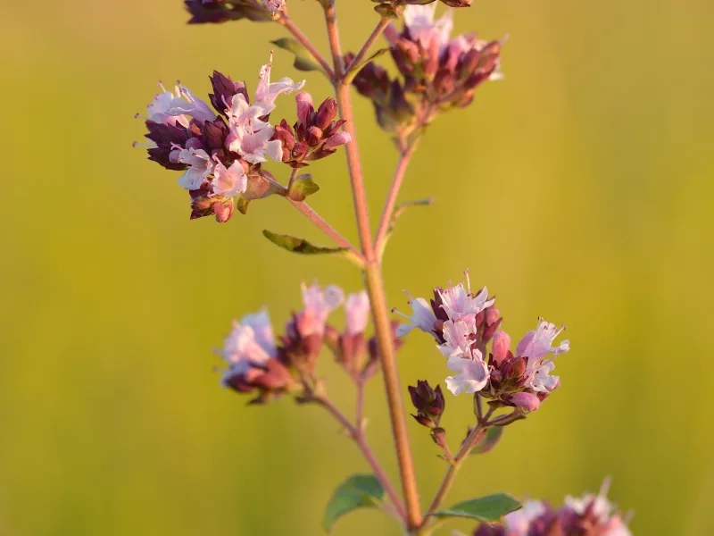 Oregano (Origanum vulgare) in flower