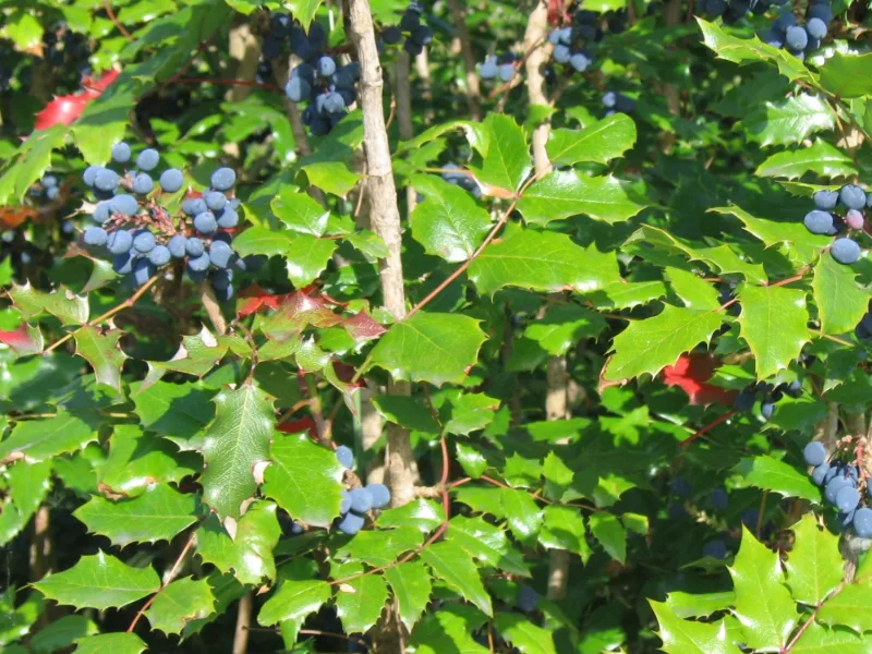 Oregon grape (Mahonia aquifolium) in flower