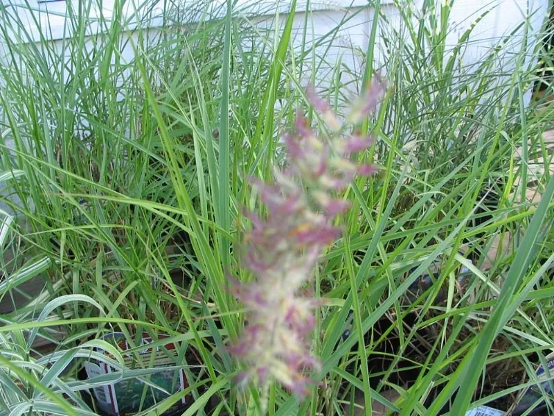 Oriental fountain grass 'Karley Rose' (Cenchrus orientalis 'Karley Rose') in flower