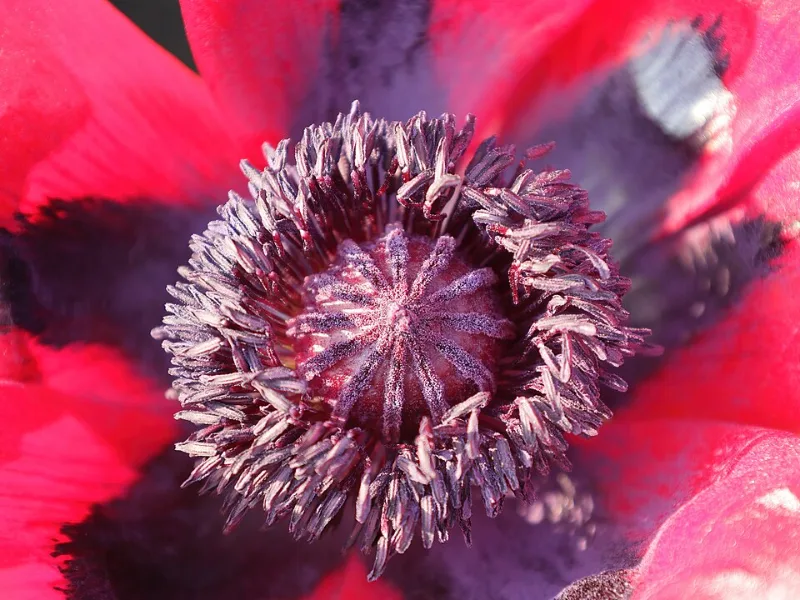 Oriental poppy 'Beauty of Livermere' (Papaver orientale 'Beauty of Livermere') in flower