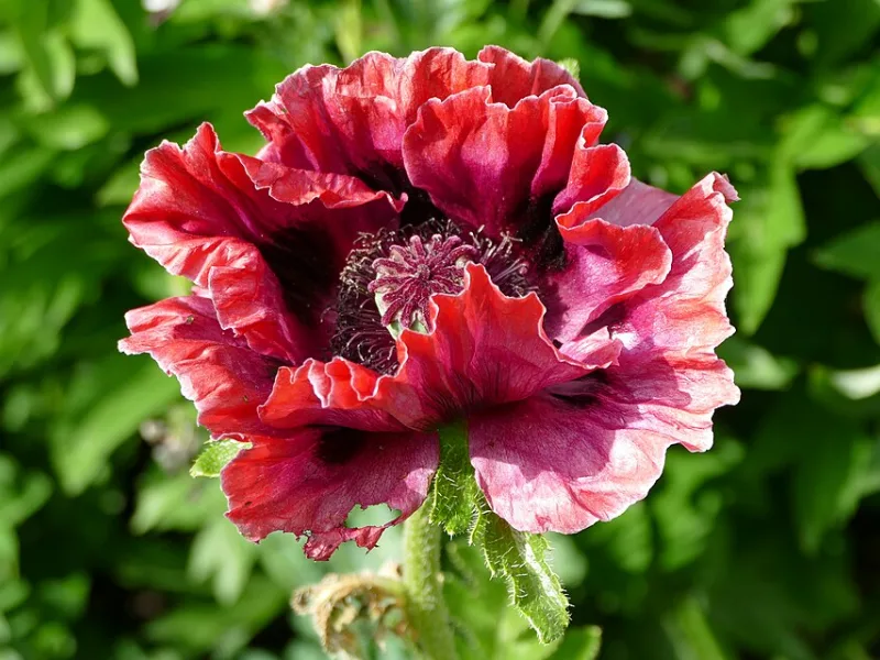 Oriental poppy 'Patty's Plum' (Papaver orientale 'Patty's Plum') in flower