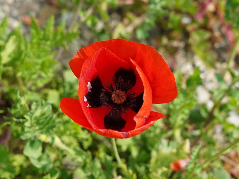 Oriental poppy (Papaver orientale) in flower