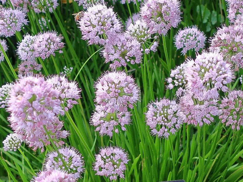 Ornamental onion 'Summer Beauty' (Allium 'Summer Beauty') in flower