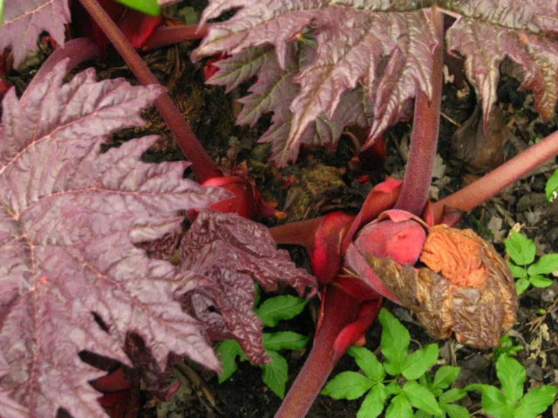 Ornamental rhubarb (Rheum palmatum 'Atrosanguineum') in flower