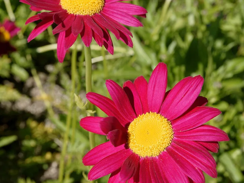 Painted daisy (Tanacetum coccineum) in flower
